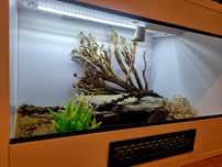 Terrarium 60x40x40 dla gekona lamparciego