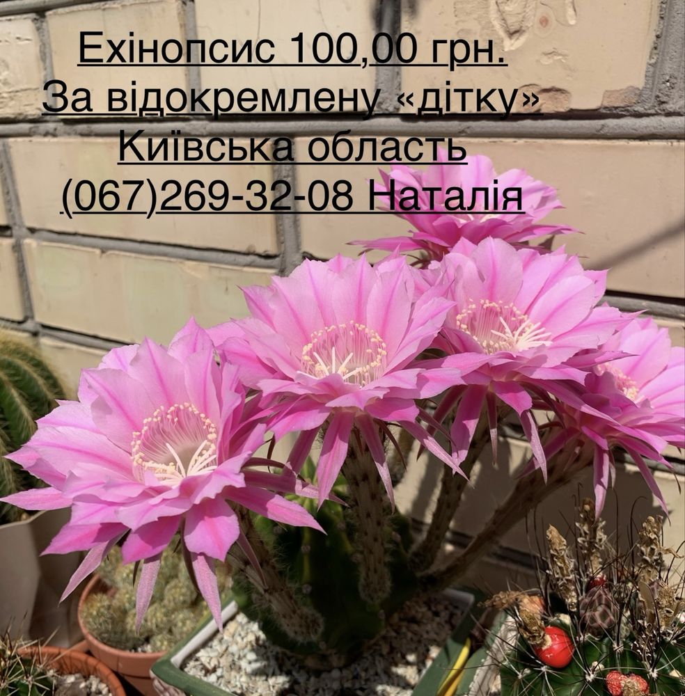 Кактус. Кактуси. Насіння кактусів.