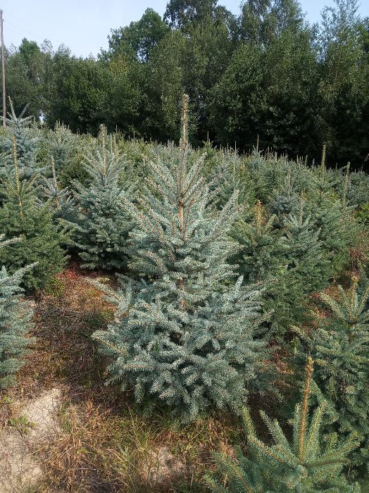 Świerk srebrny, jodła kaukaska, kalifornijska,tuje 3m, sadzimy,CHOINKI