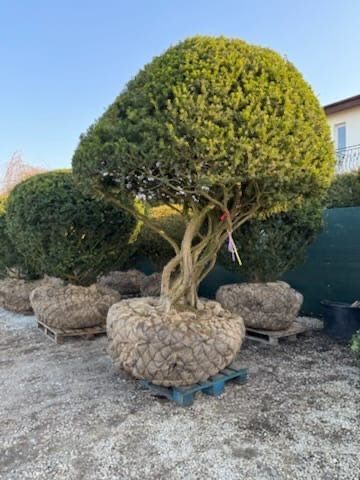 Cis kula XXL w donicy. Bonsai Niwaki sosna jałowiec szmaragd klon .