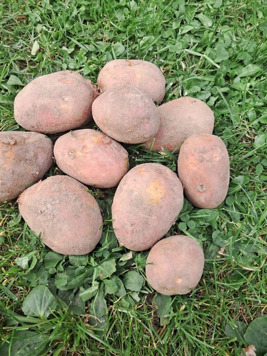 Ziemniaki jadalne Bellarosa