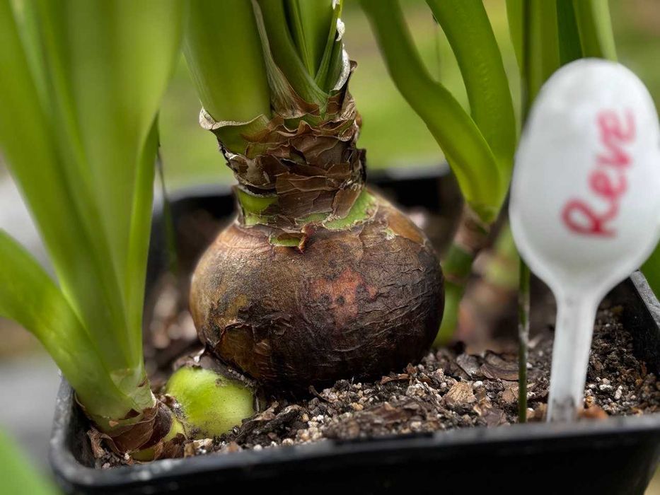 Гипеаструм, комнатная лилия, растения, цветы