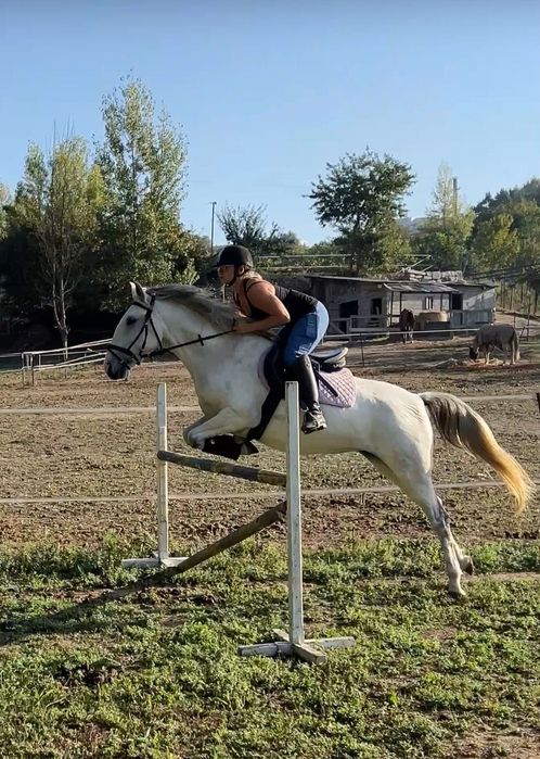Égua pura raça, perfeito para obstáculo