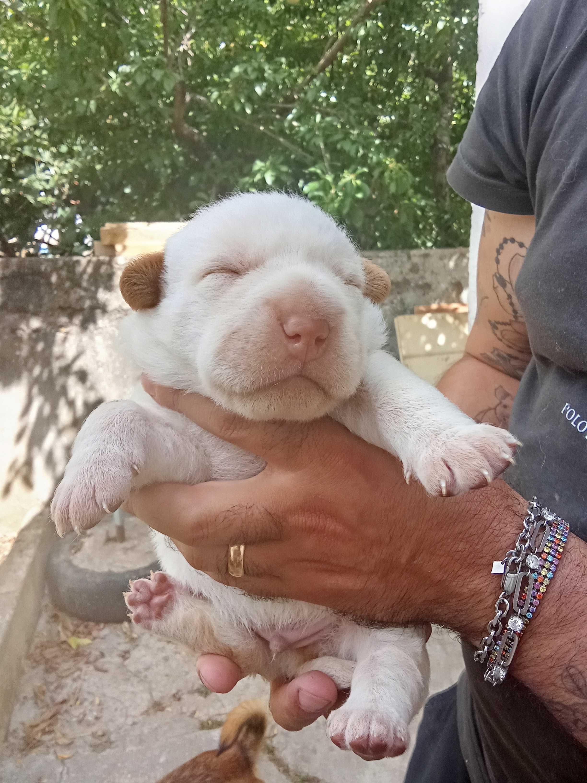Dou cães bebés a quem estimar