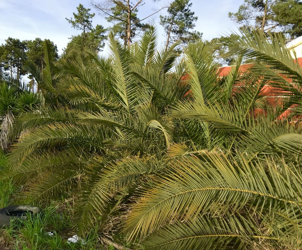 Yuccas plantas,àrvores e palmeiras de leque e outras de todos tamanhos