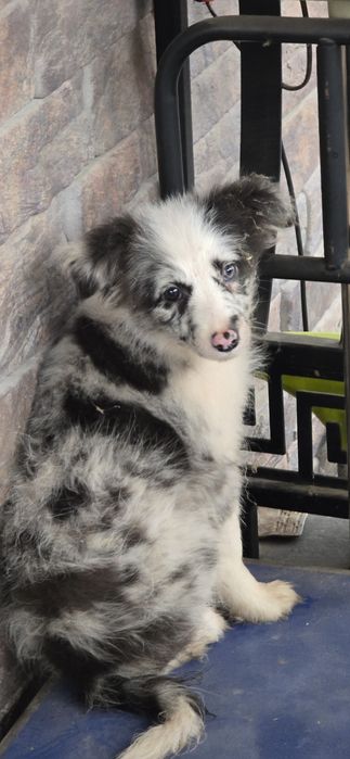 Border Collie dziewczynka