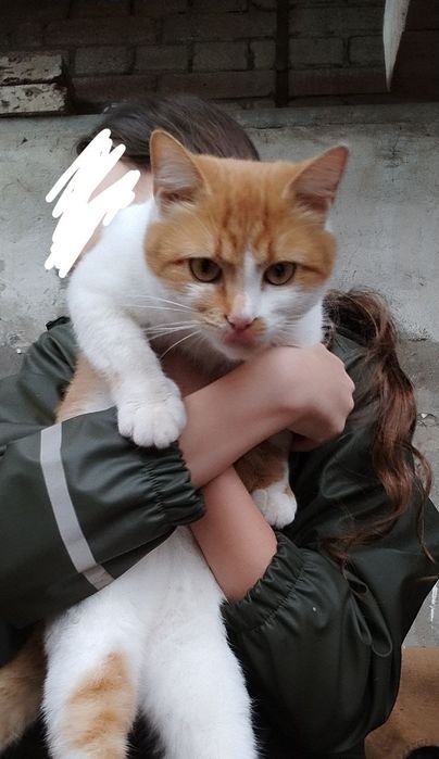 Кішка безкоштовно