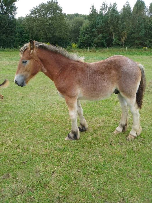 Sprzedam źrebaka ogier Arden Polski