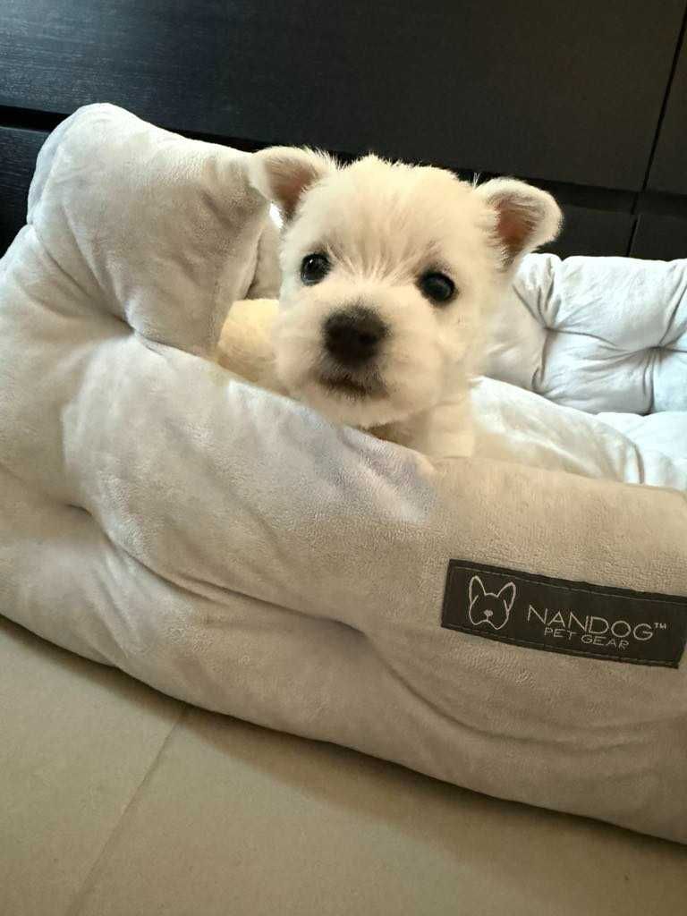 West Terrier malutka sunia