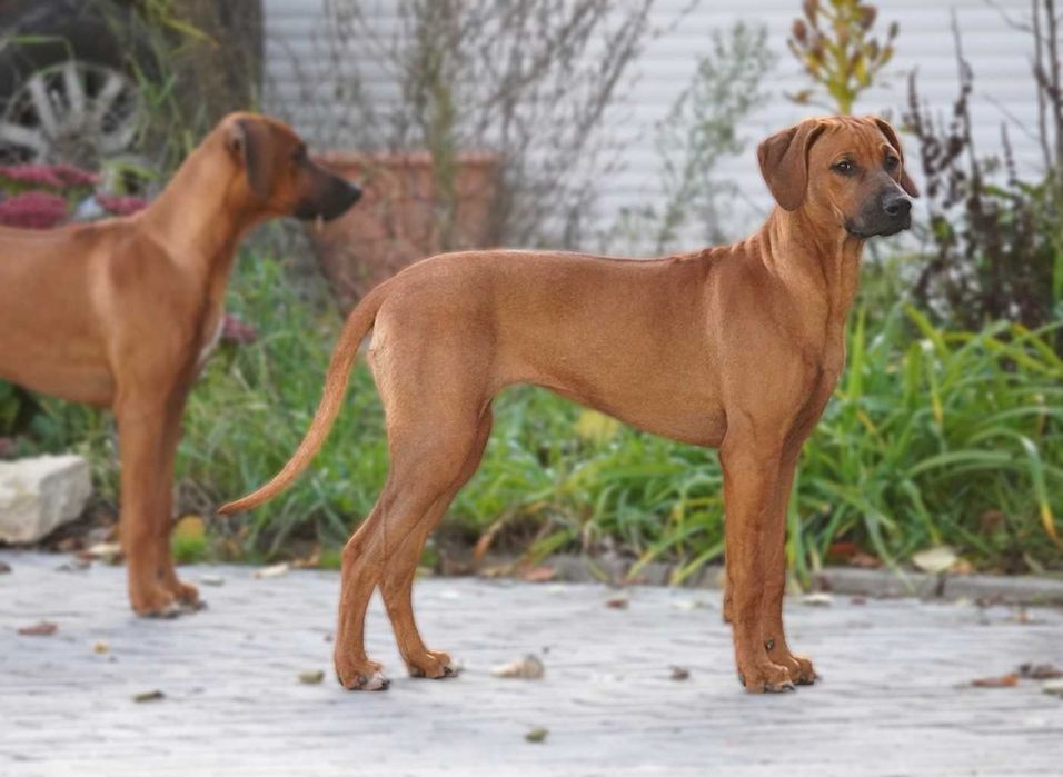 Suczka Rhodesian Ridgeback, szczenię KIBANDA
