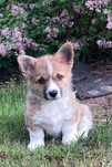 Szczeniaczek Welsh Corgi Pembroke cudowny chłopak FCI