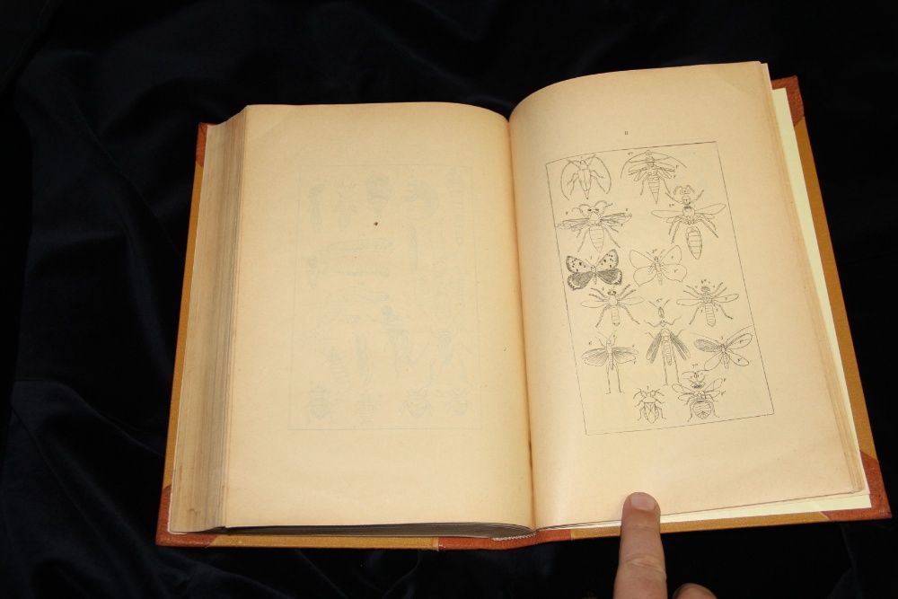 Франц Леонард фон Шлехтендаль Определитель насекомых. 1913.