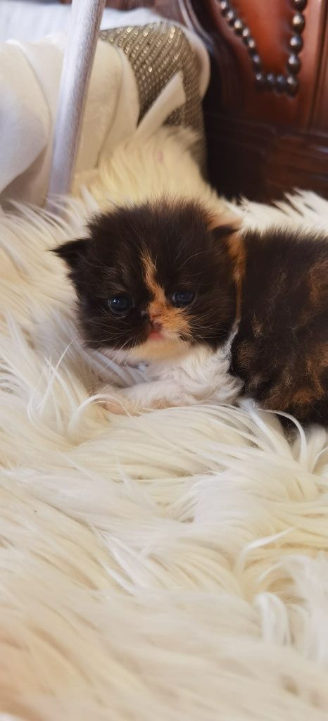 Przepiękna koteczka Perska