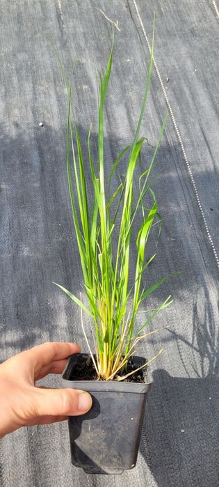 Злакові трави: пеннісетум, міскантус тощо