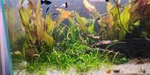 Rośliny akwariowe trawa, żabienica, Cryptocoryne Wendtii Green Brown,