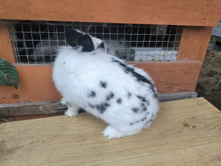 Sprzedam królik lew