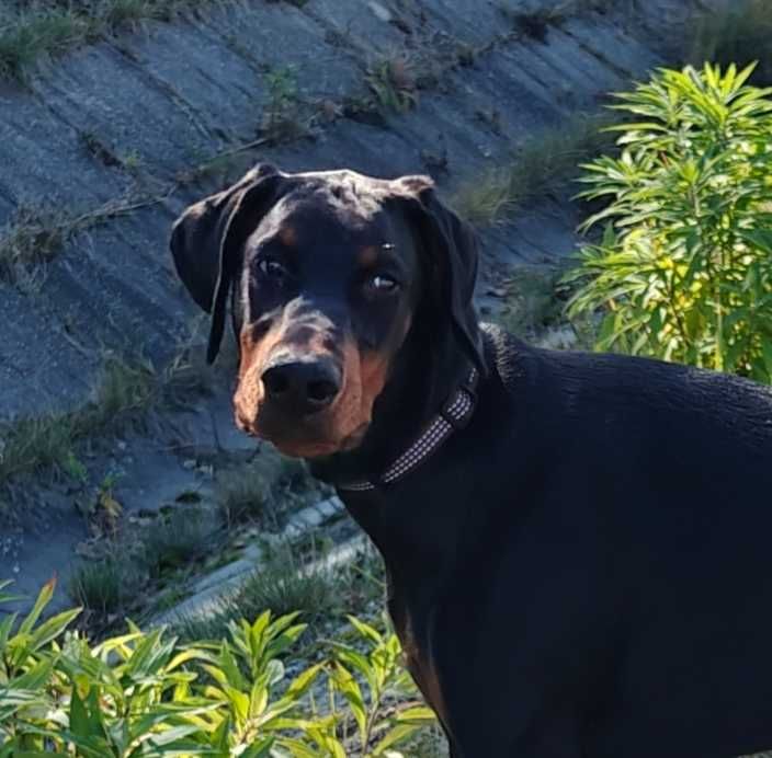 Samiec dobermana po Championie z bardzo dobrym rodowodem ZKwP (FCI)