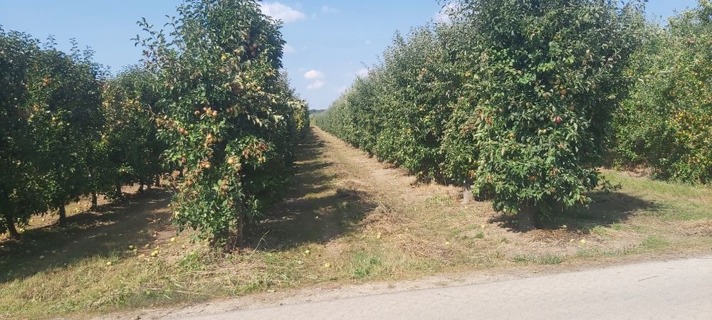 Sad jabłoniowy 0.87ha Koćmierzów, gm. Samborzec - Do negocjacji