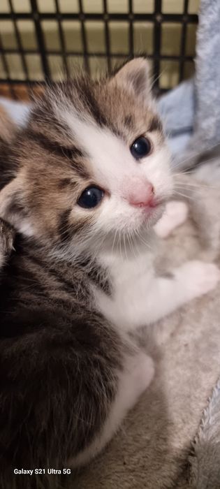 Котик в добрі руки