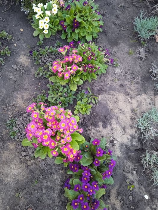 Традисканция цветущая, роза, цветы