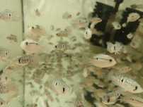 Cardume de 10 peixes "Acara Blue"