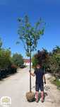 Acer griseum, Klon strzępiastokory, obwód: 8-10cm, 12-16cm