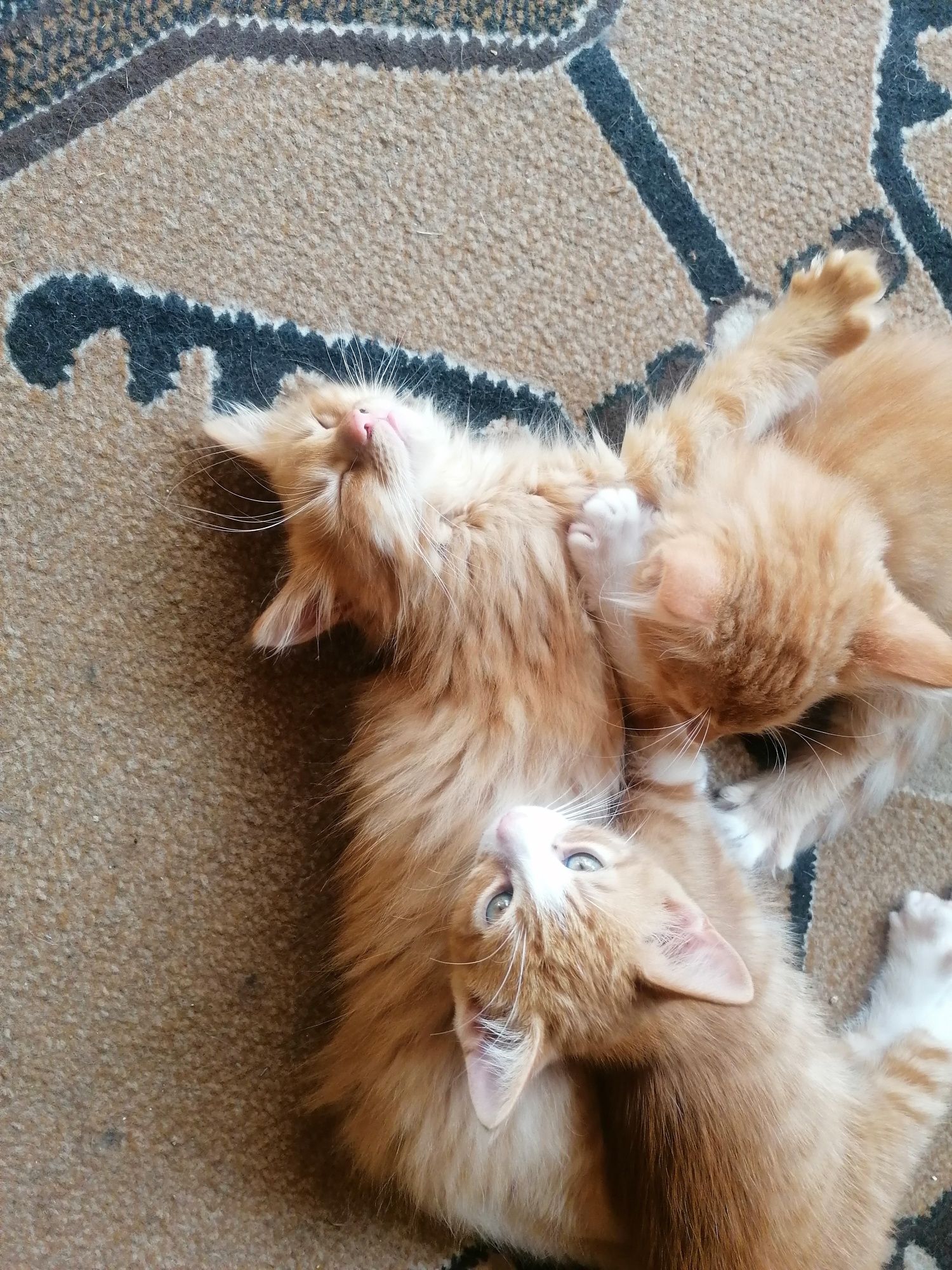 Oddam w dobre ręce czteromiesięczne. Trzy bardzo śliczne, jeden kotek