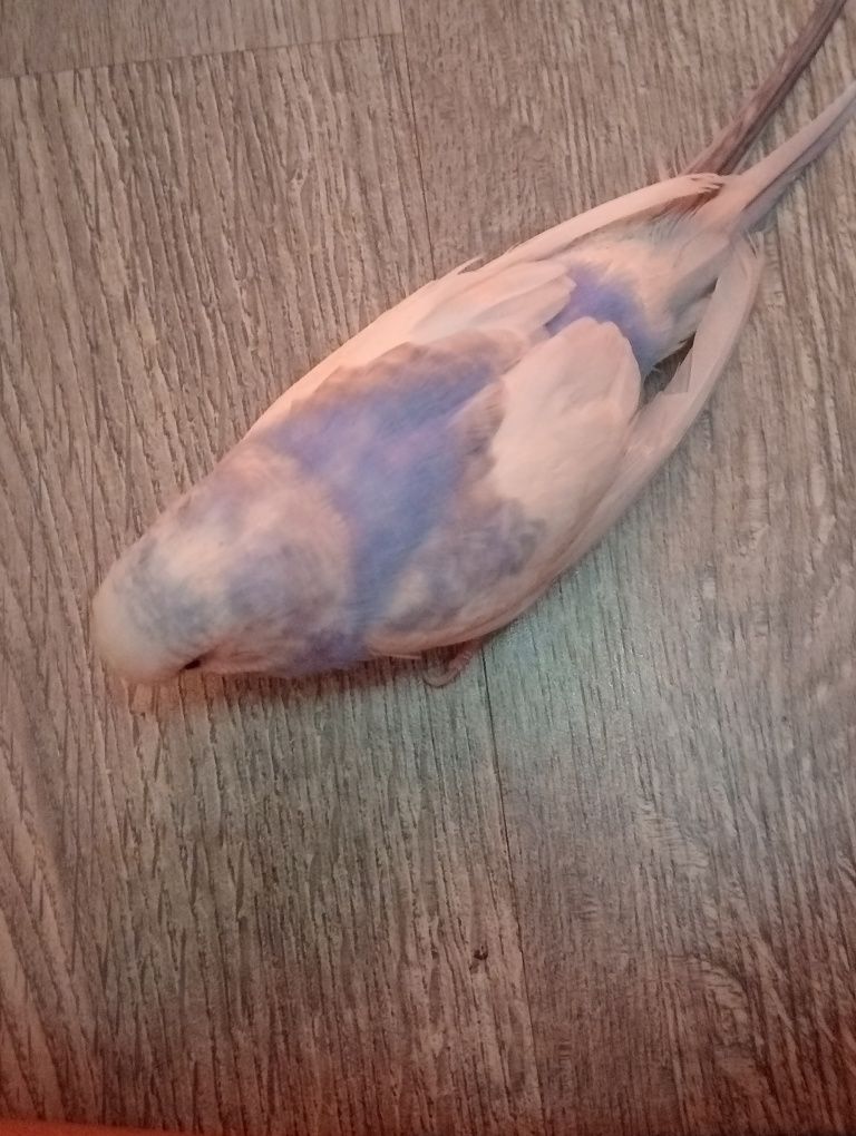 Periquito criado a mão roxo