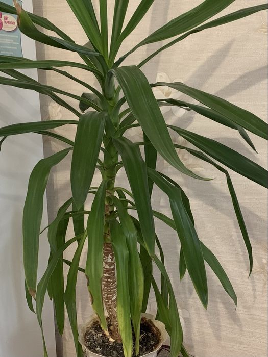Юка кімнатна рослина