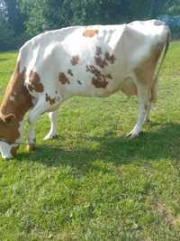 krowa mleczna wycielona