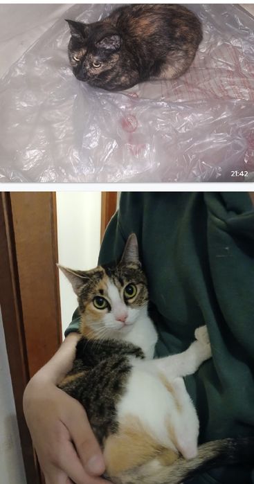 Dá se gatinhas para adoção