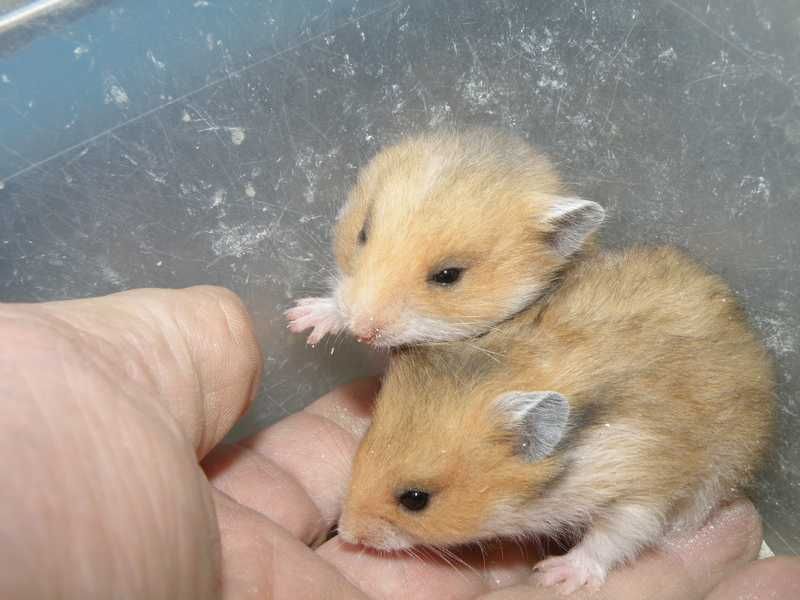 Miesięczne chomiki syryjskie - samiczki - Wrocław