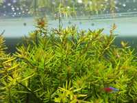 Rotala rotundifolia/green