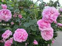 чайна роза харчова і пелюстки рози