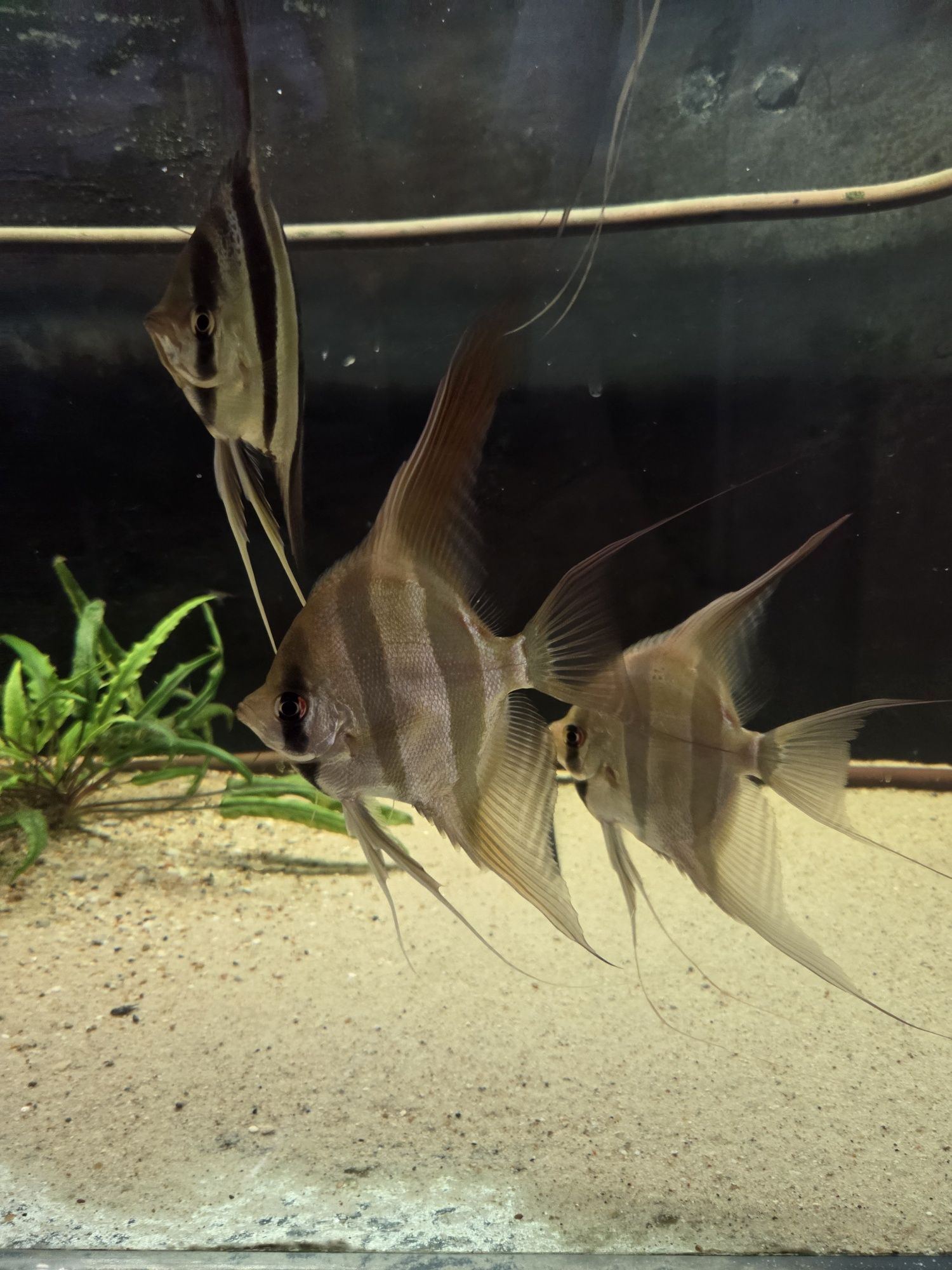 Witam sprzedam Altumy orinoco, Altumy Iridia