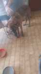 Cão de guarda  super meigo