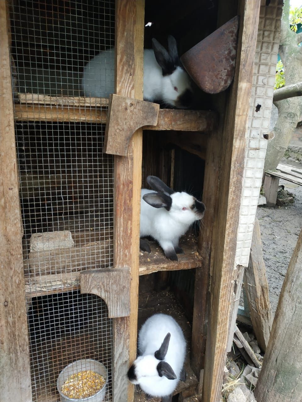 Продам породистых  кроликов