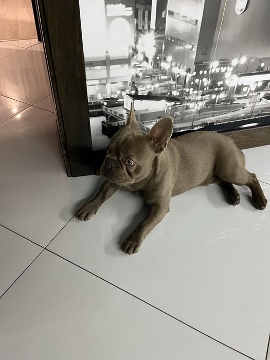 Французький бульдог, вʼязка