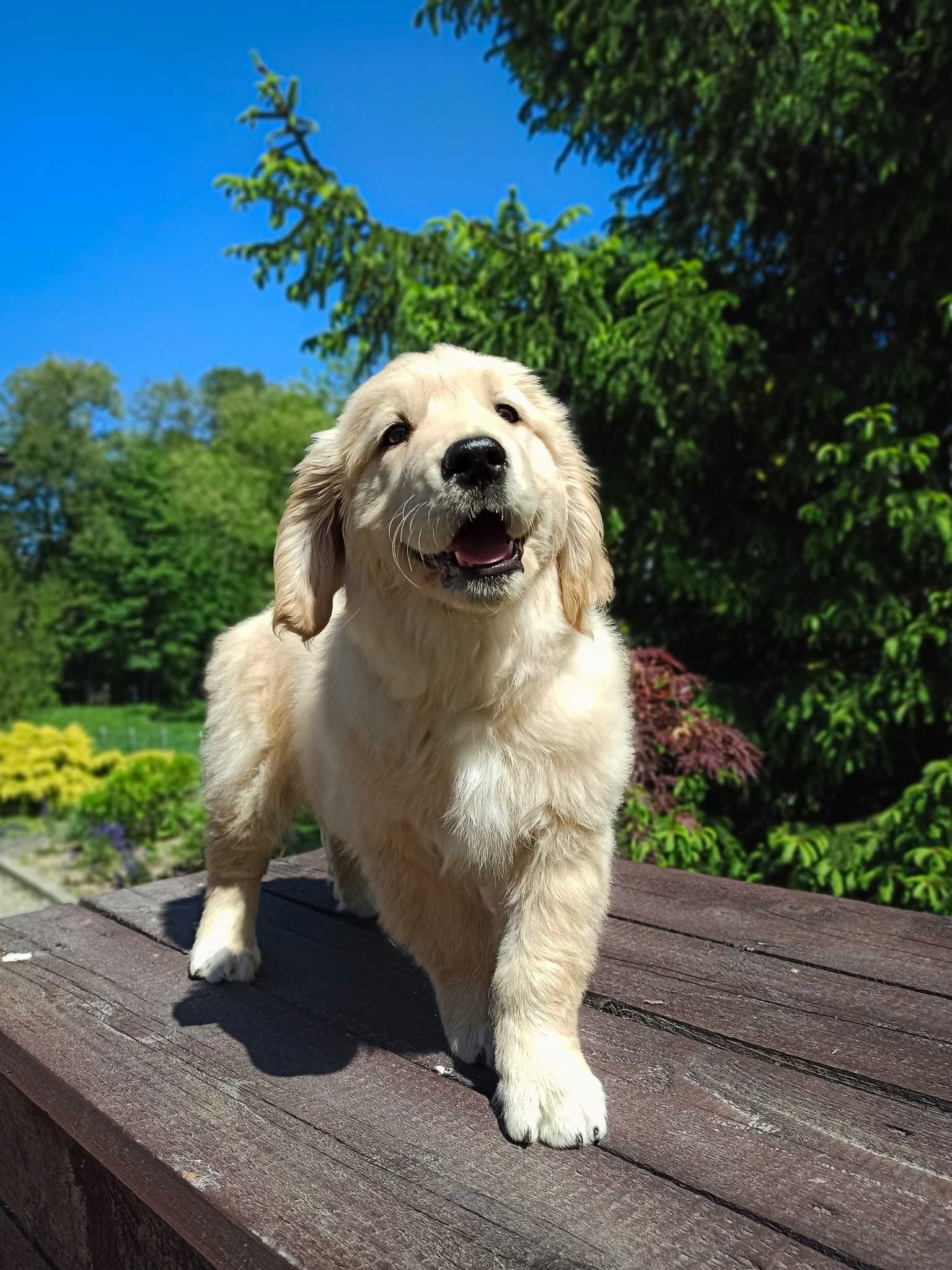 Golden Retriever po linii amerykańskiej  ZKwP FCI