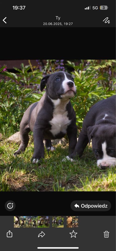 American Bully XL