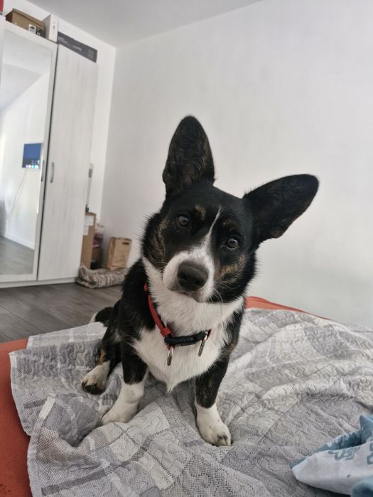 Продам Коргі кардіган