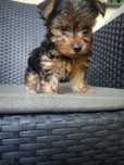 Yorkshire terrier