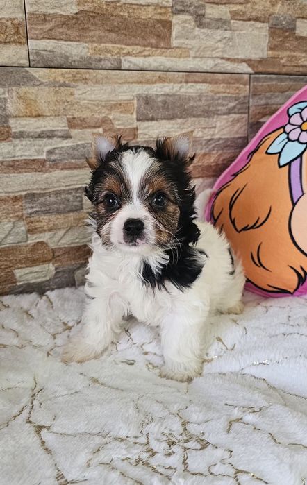 Yorkshire Terrier Biewer cudna  sunia york