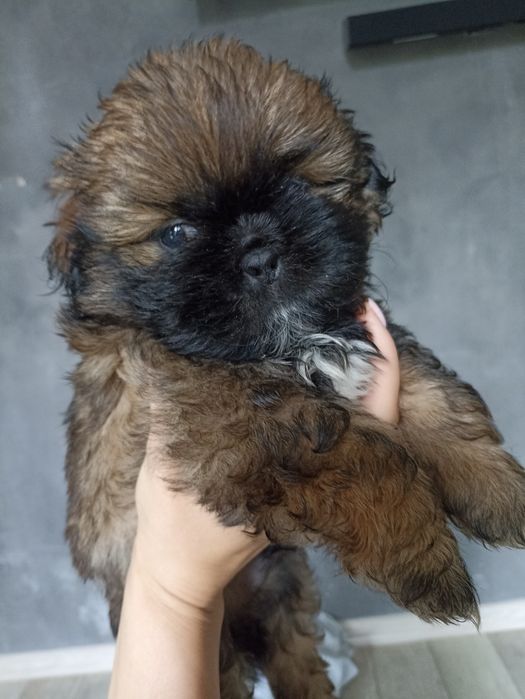 Szczeniaki Shih tzu