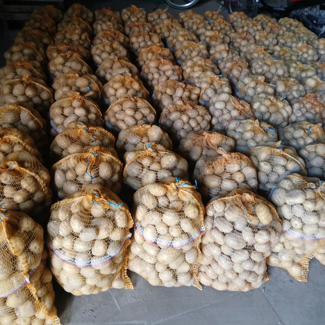 Ziemniaki 100 worków ×  15 kg
