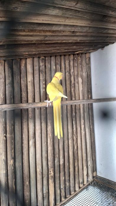 Lote de ring neck e loris