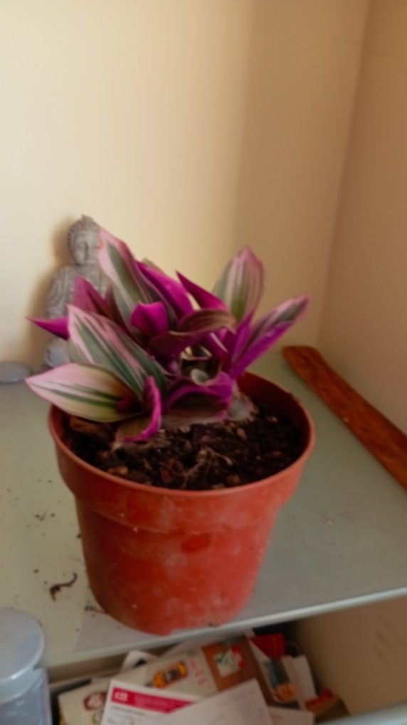 Vendo suculentas e plantas
