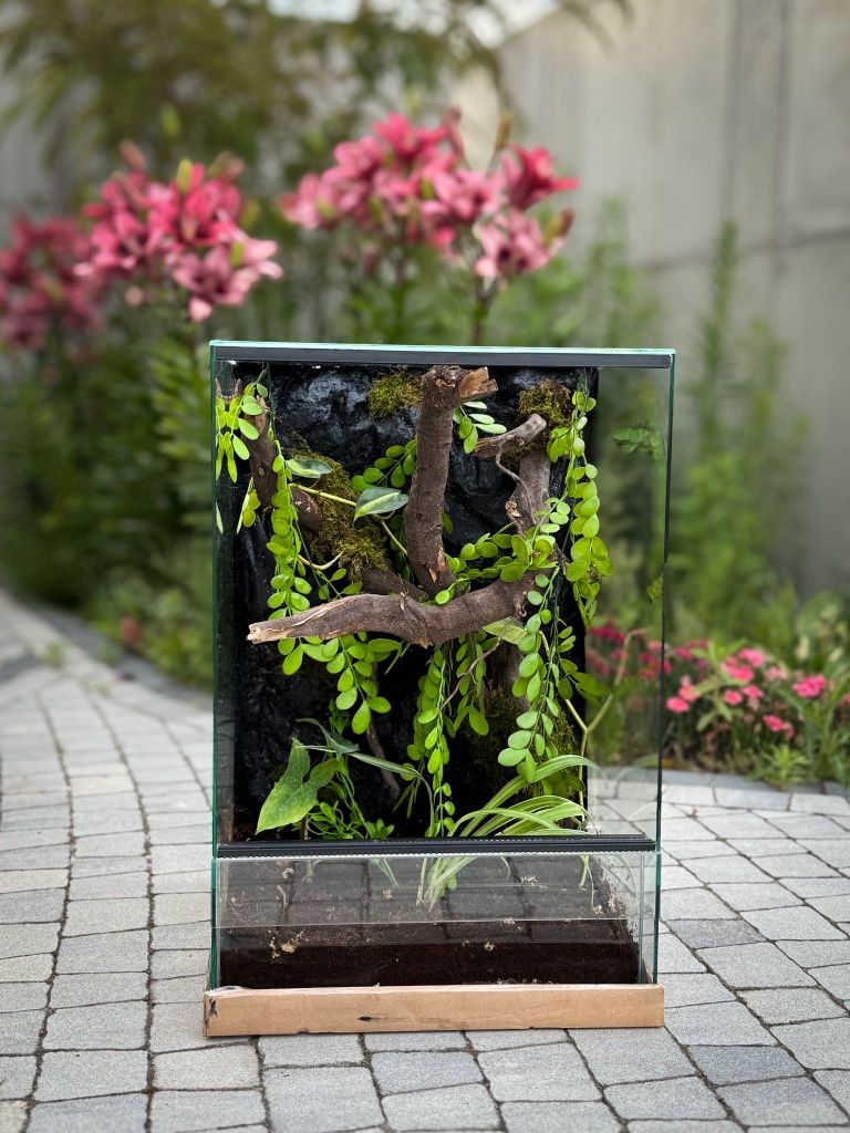 Terrarium tropikalne z żywymi roślinami dla drzewołazów, żab, gekonów