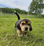 Beagle tricolor - szczeniak rasowy