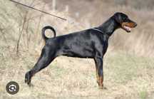 Cachorro doberman com 6 semanas